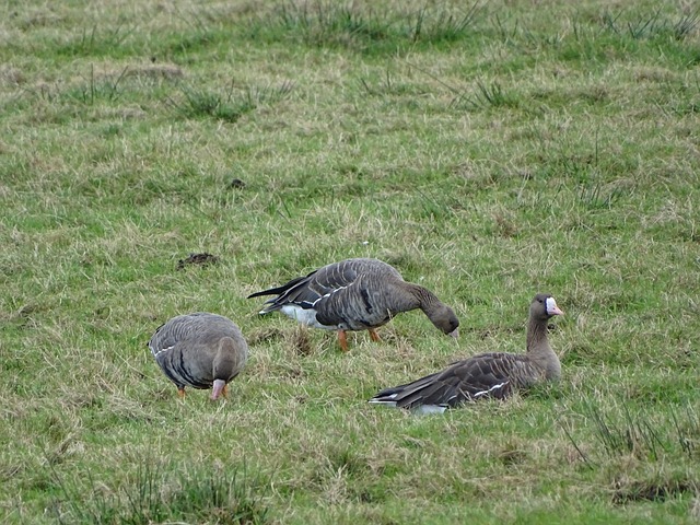 凭借一个精 凭借一个精